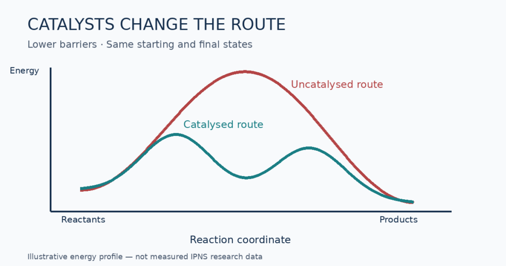 Illustrative reaction energy profiles: a catalysed route has lower barriers while reactant and product energies remain unchanged.